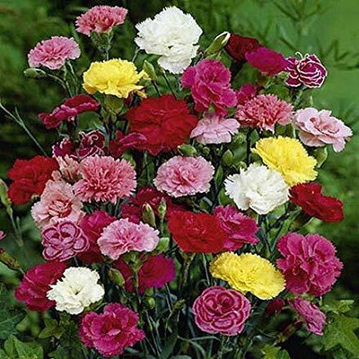 Lorvox Carnation - Giant Double Chabaud Mix Seed(50 per packet)