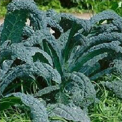 KNESSiN Romaine Lettuce Seed(200 per packet)