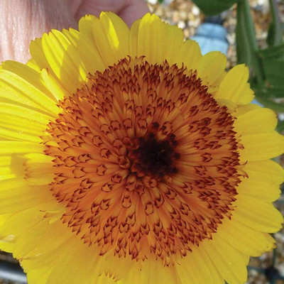 CRGO CALENDULA Seed(100 per packet)