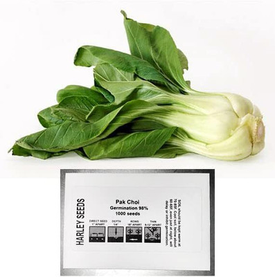 WILLVINE HUA -VII Canton Pak Choi Bok Choy Chinese Cabbage [25g] Seed(7500 per packet)