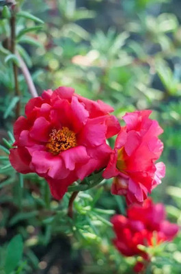 Aro Portulaca Seed(100 per packet)