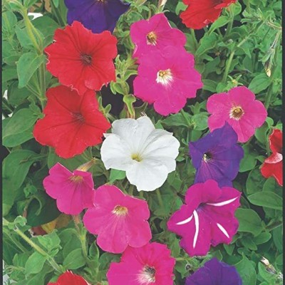 Aywal Petunia Mix Flower Seed(100 per packet)