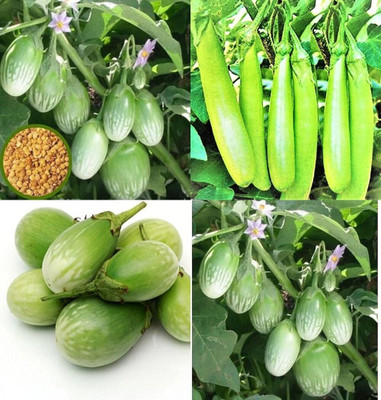 ibains Green long brinjal seeds bij 67 Seed(67 per packet)