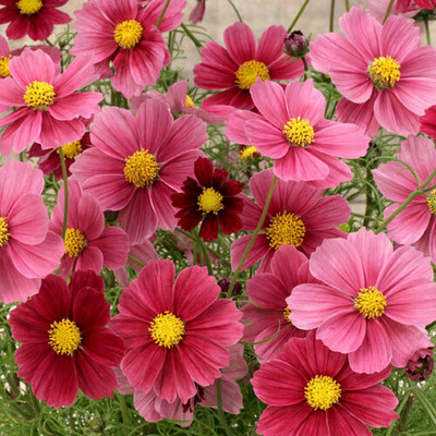 ZIXA COSMOS BIPINNATUS 'ANTIQUITY' Seed(20 per packet)