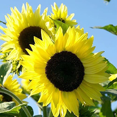 CYBEXIS NDIR-68 - Sunflower - (450 Seeds) Seed(450 per packet)