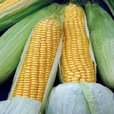 CYBEXIS Sweet Corn Seed 1 To 3 Cobs Per Plant2000 Seeds Seed(2000 per packet)