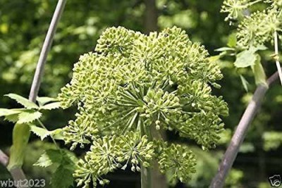 VibeX PUAS-26 - Wild Celery Holy Ghost - (750 Seeds) Seed(750 per packet)