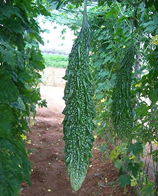 Aywal Bitter Gourd (Karela) F1 Hybrid Imported Vegetable Seed(100 per packet)