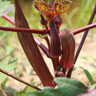 KNESSiN Red Okra Seed(1250 per packet)
