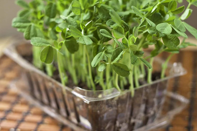 WILLVINE Dipani Seeds - Methi Fenu Greek -[2000 Seeds] Seed(2000 per packet)