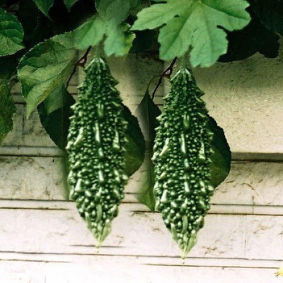VibeX ® VXI-303 F-1 Hybrid Bitter Gourd(Small) Seed(50 per packet)