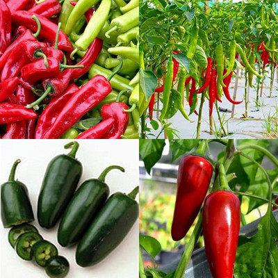 ibains Desi chilli seeds 430 Seed(430 per packet)