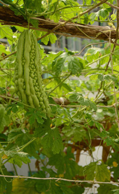 Kodali Hybrid F1 Bitter Gourd Seed Pack Of 20 Seed(20 per packet)