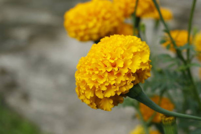 Xesas marigold/gende ka phool flower seeds Seed(50 per packet)