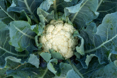 Tic Tac white cauliflower,gobhee seeds Seed(30 per packet)