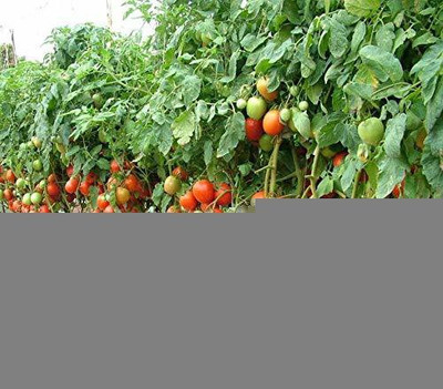 KANAYA Italian Red Cherry Tomato Vegetable Seed(125 per packet)