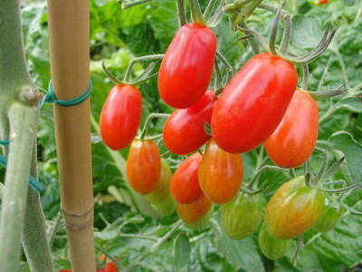 WILLVINE Dwarf Tomato Oval Seeds [25g, 7500 Seeds] Seed(7500 per packet)