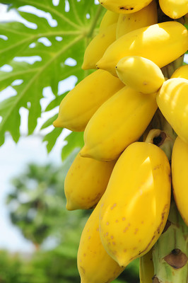 Pbevergreen Sweet Yellow Papaya Seed(100 per packet)