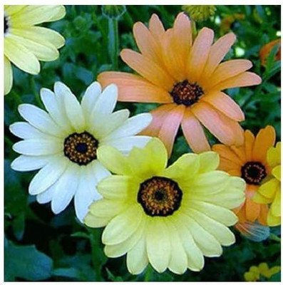 CYBEXIS Dimorphotheca sinuata 'Mixed' / Namaqualand Daisy/Seeds Seed(50 per packet)