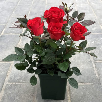 Qualtivate LX-595 Hybrid Rose Seeds Seed(50 per packet)