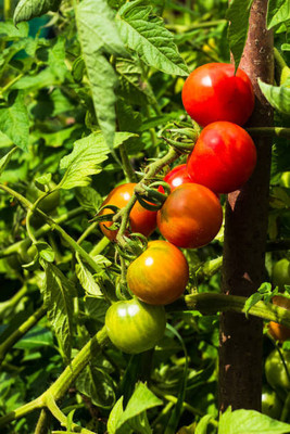 SM Exports tomato Seed(120 per packet)