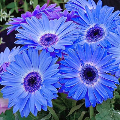 ibains Gerbera plant seeds Seed(24 per packet)