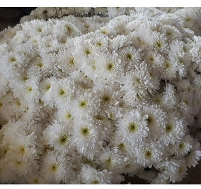 Seedsqlty Chrysanthemum small flower seeds Seed(45 per packet)
