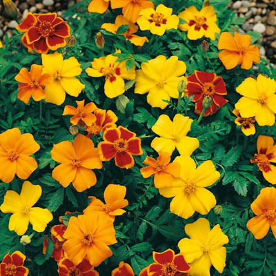 VibeX ® LXI-166 Disco French Marigold Mix Seed(500 per packet)