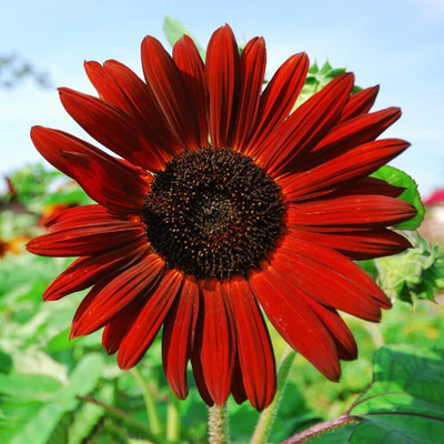 Aywal sunflower Seed(1 g)