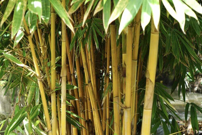 BDSresolve Bamboo seeds hybrid PACK OF 95 Seed(95 per packet)