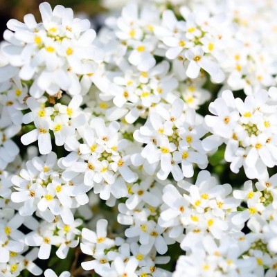 CEZIUS Purity Dwarf Candytuft (Iberis) Seed(60 per packet)