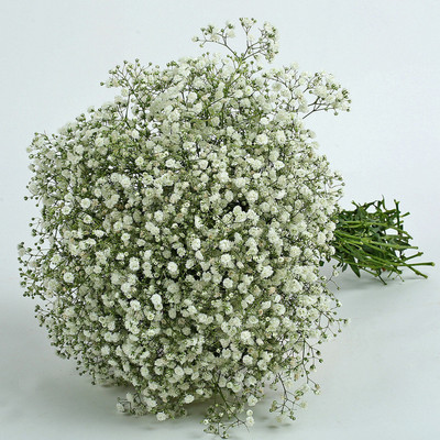 the green dotcom Gypsophila Flower Seed(40 per packet)