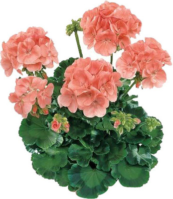 CRGO GERANIUM Seed(15 per packet)