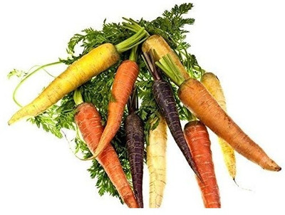 WILLVINE Carrot - Variety Mix with Multi - Coloured Roots -[5000 Seeds] Seed(5000 per packet)