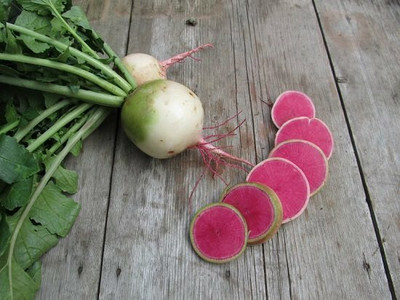 CYBEXIS Watermelon Radish2400 Seeds Seed(2400 per packet)