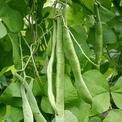 SREE Runner Beans Seed, Organic Gardening Vegetable Seed, Runner Beans, Sim Hybird Seed(25 per packet)