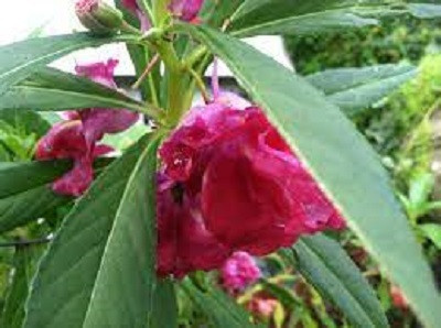Seedsqlty balsam seed for home garden Seed(60 per packet)