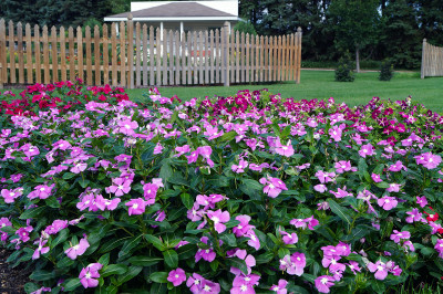 Quentova Vinca Valiant Flower-HQ-2E Seed(75 per packet)