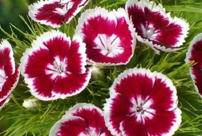 Aywal Sweet William Seed(60 per packet)