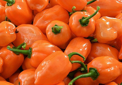 CYBEXIS Scotch Bonnet Chilli 2400 Seeds Seed(2400 per packet)