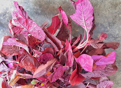ASPEN Red Cheera Seeeds | Red Spinach Amaranthus Seeds | Lal Saag Seed(5000 per packet)