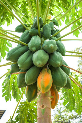 abiswas Summer Papaya Fruit Seed(1250 per packet)