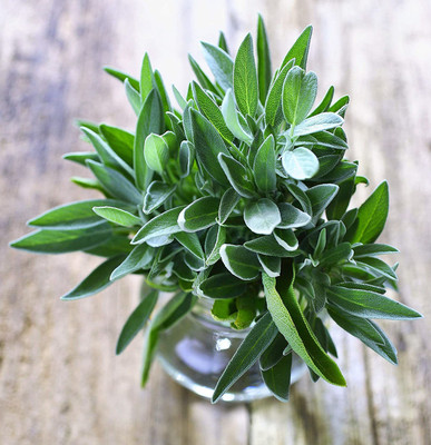 CYBEXIS NDIR-34 - Sage for Planting - (1350 Seeds) Seed(1350 per packet)
