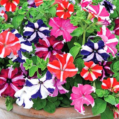 CRGO PETUNIA Seed(50 per packet)