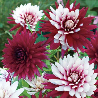 LPR DAHLIA Seed(50 per packet)