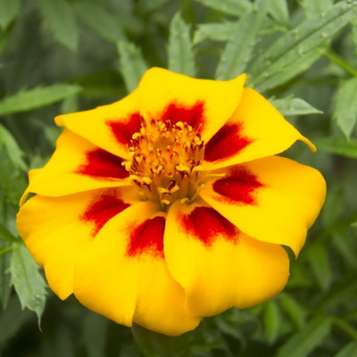 KNESSiN Marigold Pascal - Tagetes patula Nana[400 Seeds] Seed(400 per packet)