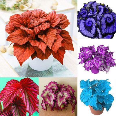 Aywal Coleus Rainbow Mixed Variety Quality Seed(100 per packet)