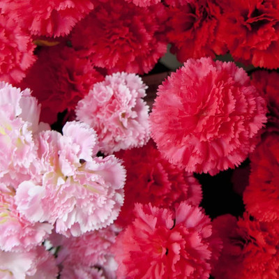 CYBEXIS Carnation Double Striped Seeds - Dianthus Caryophyllus Seed(50 per packet)