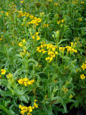 XOLDA Organic terragon herb Seed(23 per packet)