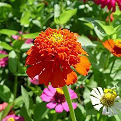 MAA French Marigold Seed(30 per packet)